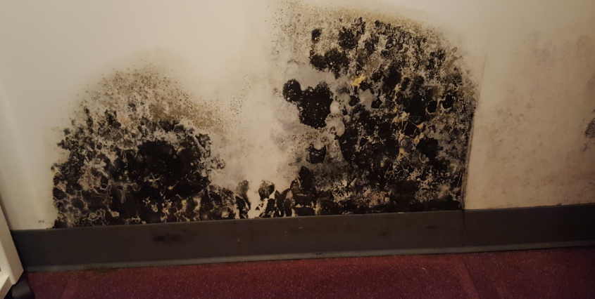 Black Toxic Mold on Wall