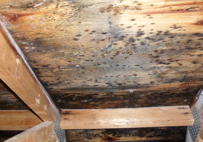 Wood Mold Removal Services